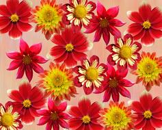 gorgeous flowers background