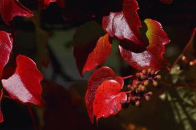 Vine Wine Partner Leaves