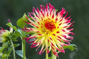 Dahlia Blossom Bloom