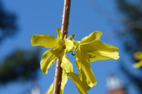 At The Court Of Nature Flower