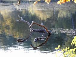 big branches on the water in the lake