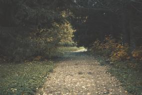 Leaves on pathway in Forest