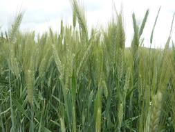 Cereals Field Nature