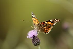 Butterfly on purple plant Macro view