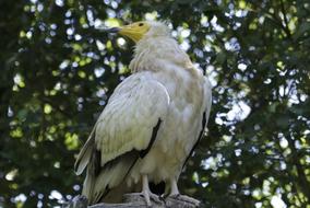 Birds Colored Feathers