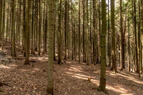 Forest Tree The Bark