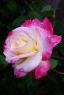 Double Delight Rose Perfumed