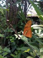 Garden Butterfly
