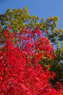 Autumnal Leaves Red Green