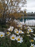 Daisies Nature Autumn