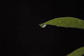 wet Leaf in dark