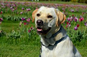 Labrador Retriever Dog in garden