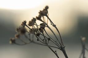 Nature Outdoors Plant