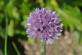 Mauve Chives Garden