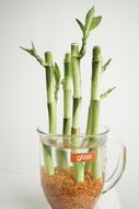 Aquatic Bamboo Cup