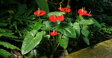 Anthurium Flower Kew