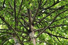 Landscape Singapore Tree