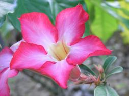 Invited To Visit Flowers Flower