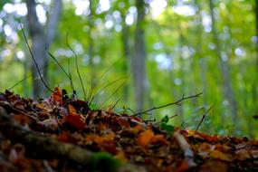 Forest Nature Floor