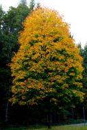 Tree Deciduous Autumn