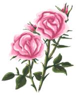 rose drawing painting flower