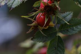 Rose-Hip Herb Growth