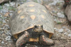 domestic Turtle Pet Tortoise