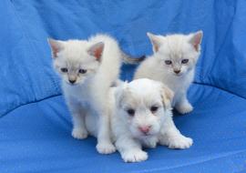 Puppy Cats Dogs Kittens
