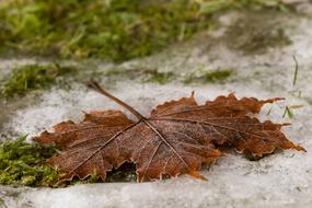 dried Leaf in Autumn Fall