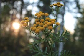 Flower Nature Of Course