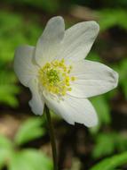 Flower Anemones The Nature Of