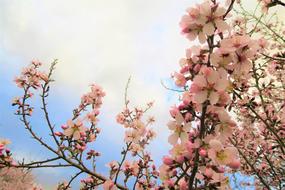 Almond Tree Flower