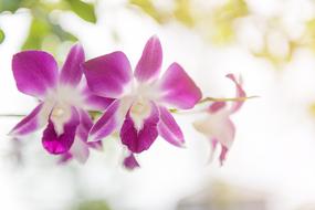 Orchid Flower Purple