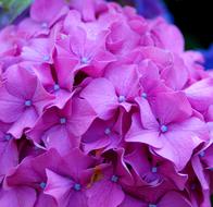 Horstensie Blossom Bloom