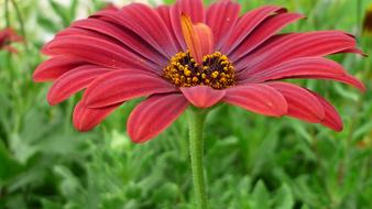 Flower Composites Blossom