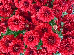 a bouquet of beautiful red flowers
