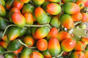 colored sweet fruits