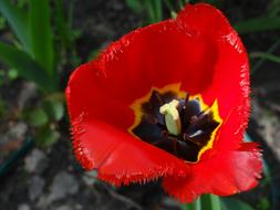 Tulip Flower Red