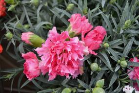 Flower Plant Eyelet Carnation