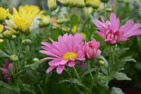 Flower Petals Yellow Rose Nature