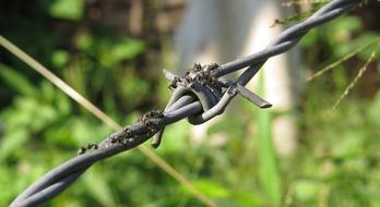 Insect Ants Sweet Barbed Wire