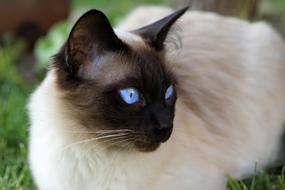 Siam Siamese Cat Domestic