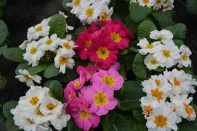 Flower Plant Primula Pink Red