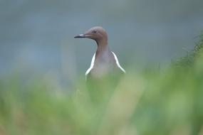 Nature Bird Wildlife