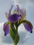 purple iris in a cloudy sky clearly