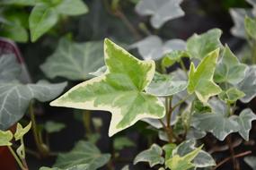 Ivy Leaf Plant