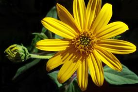 Nature Flower Summer