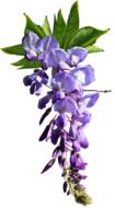 Flower Wisteria Spring Cut