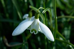 Snowdrop Nature Plant