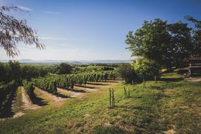 Lake Balaton Summer Wine